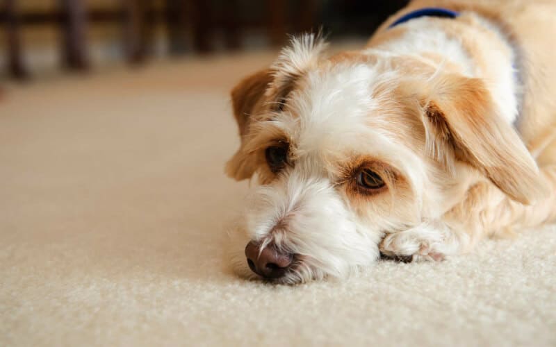 Pet odor and stain 1