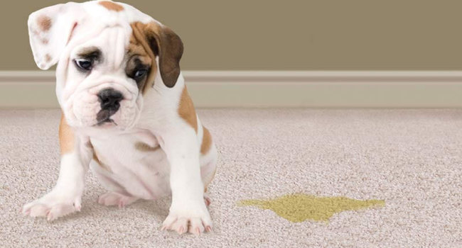Pet Stain Pet Stain